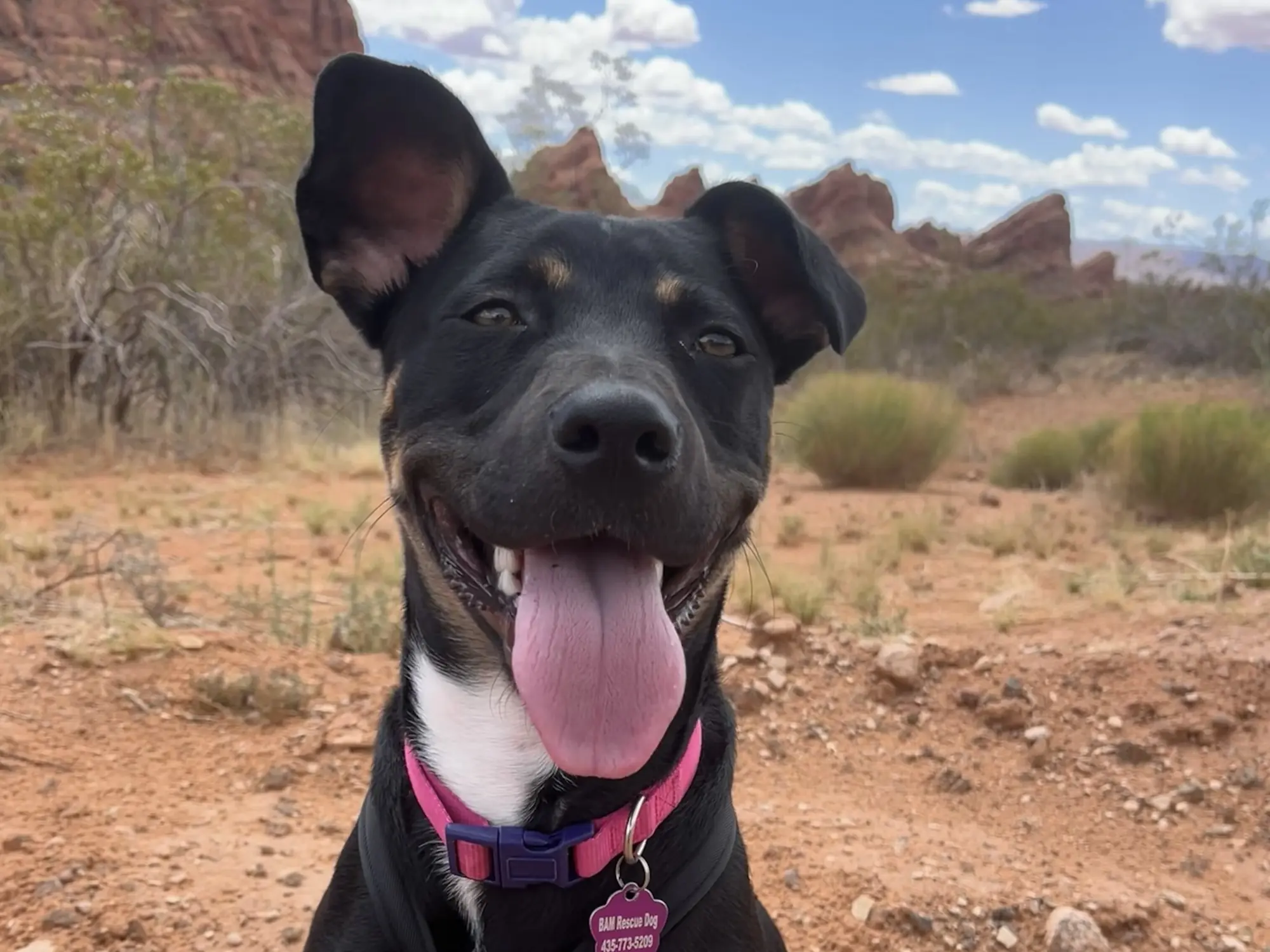 A rescue dog ready for a new beginning
