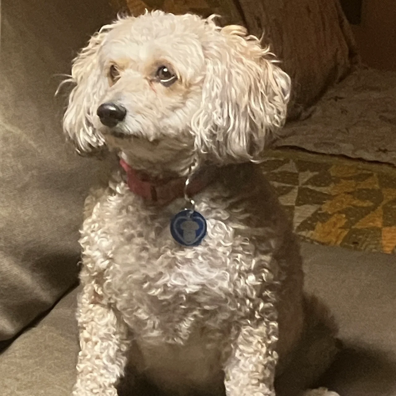 Dixie wearing a BAM identification tag