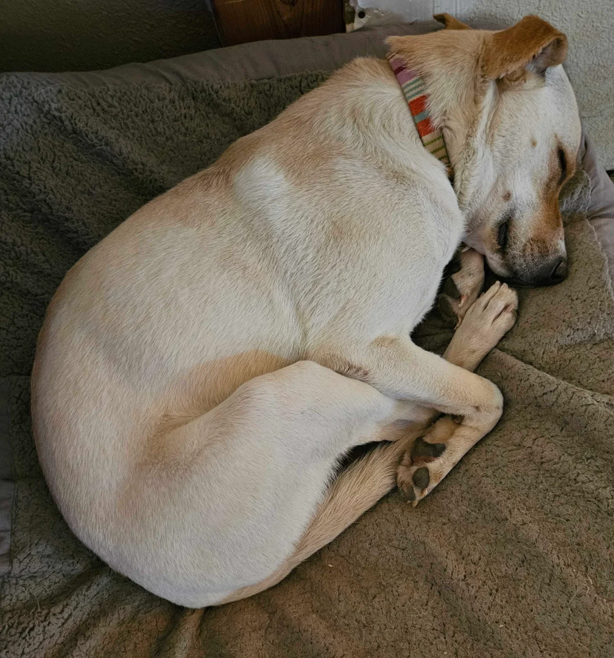 Jules resting comfortably on a bed
