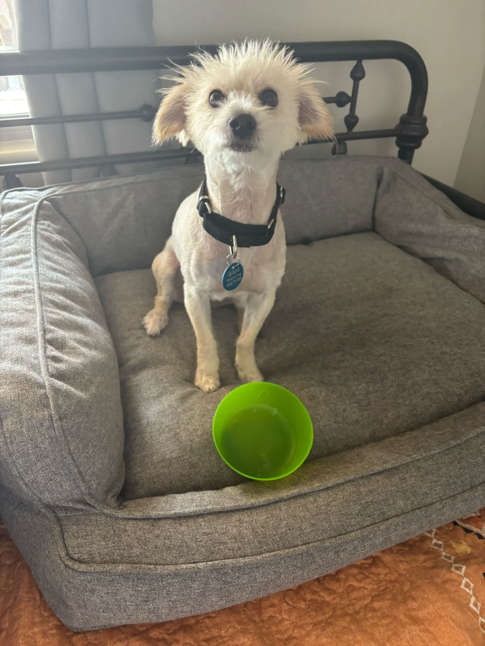 Max beside a food bowl in a foster home
