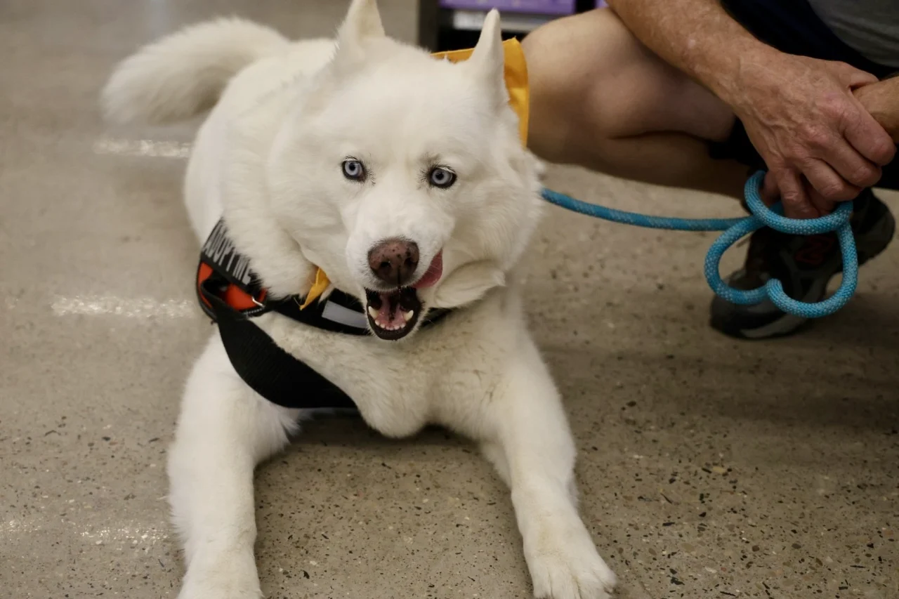 Ray Ray relaxing beside a handler