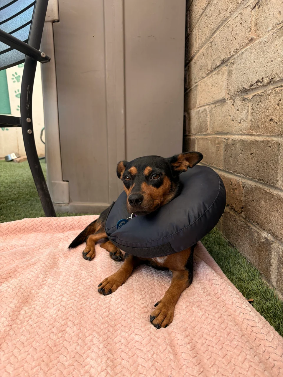 A BAM dog resting in a recovery collar
