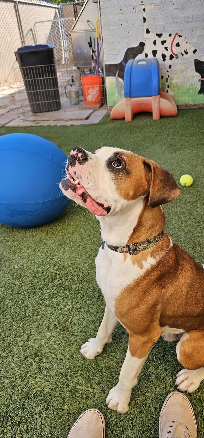 A rescue dog in the Because Animals Matter play yard