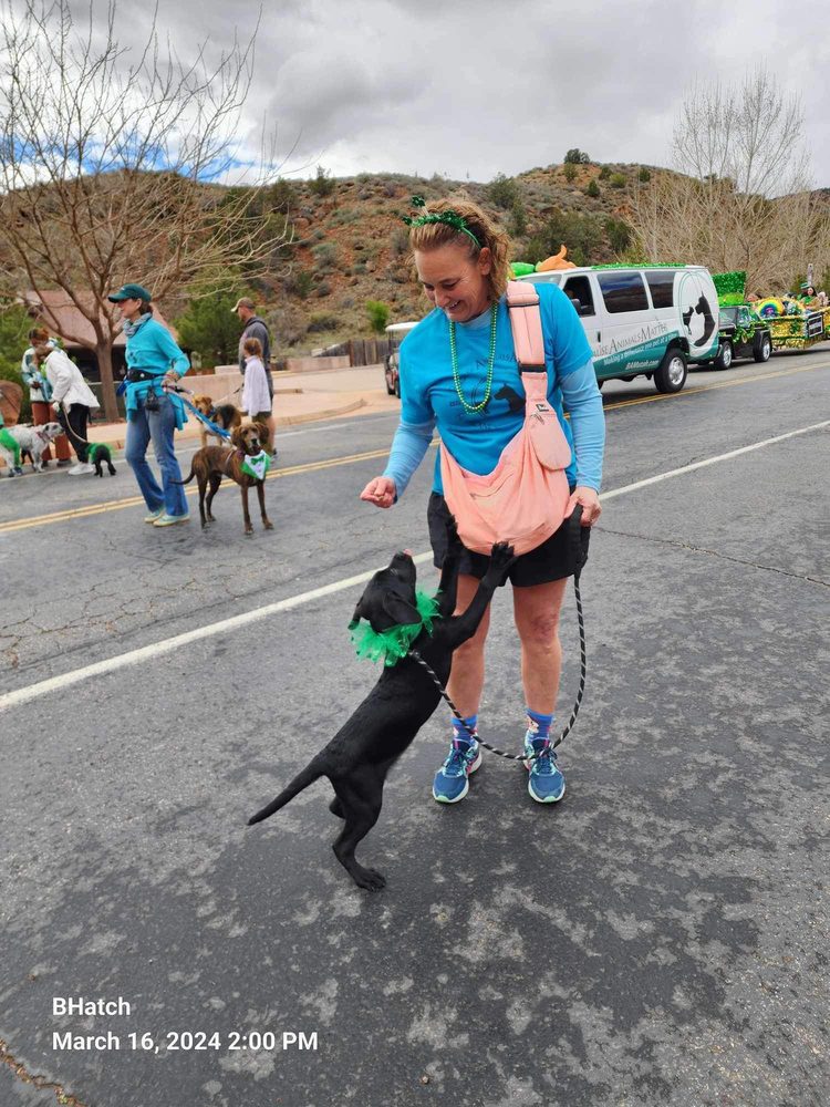BAM volunteers walking dogs at a community parade